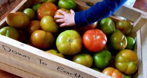 down to earth farm local first hibiscus coast