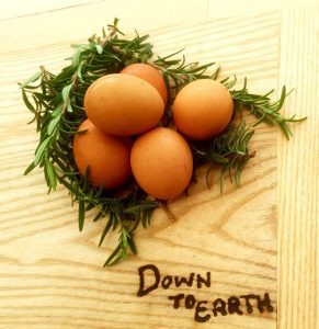 down to earth farm local first hibiscus coast