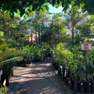 sebenza village nursery local first